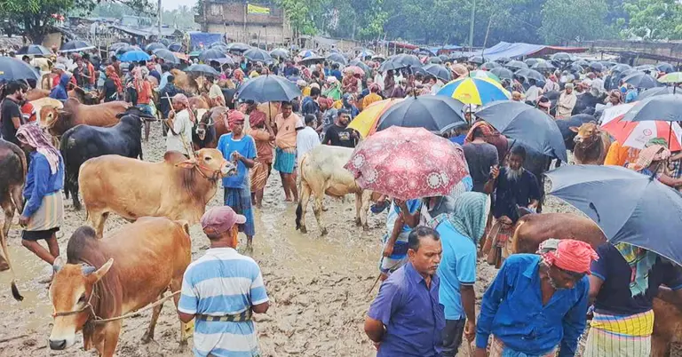 কুষ্টিয়ায় কোরবানির পশুর হাট